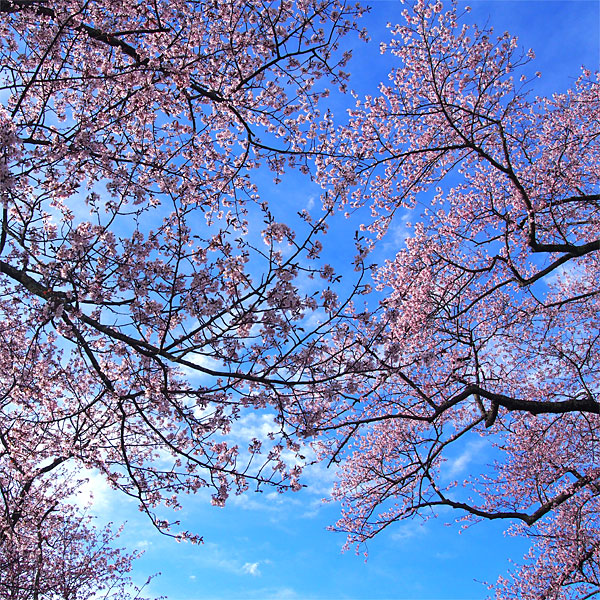 二十二間道路の桜並木