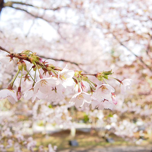 二十二間道路の桜並木