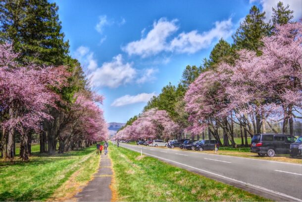 二十二間道路の桜並木