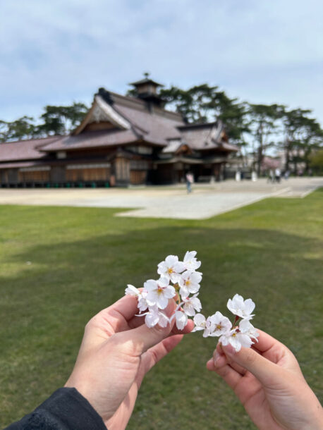 五稜郭, 函館, 桜, 5月