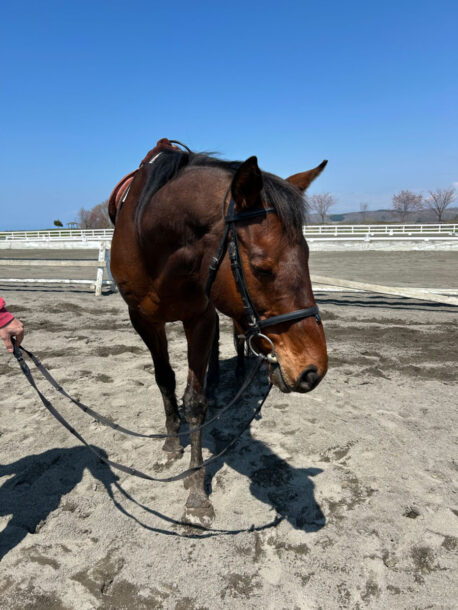 にいかっぷシロホリ乗馬クラブ