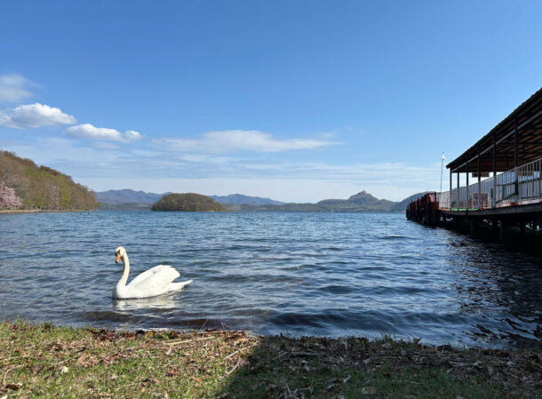 洞爺湖, 白鳥